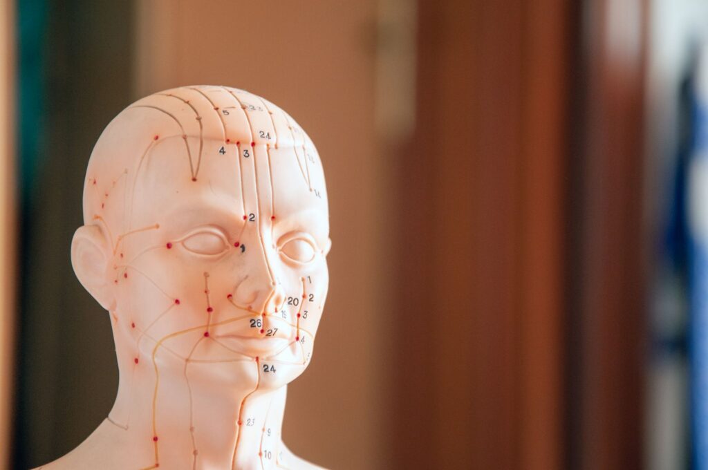 Modèle de tête montrant l'emplacement des points d'acupression du visage et du crâne